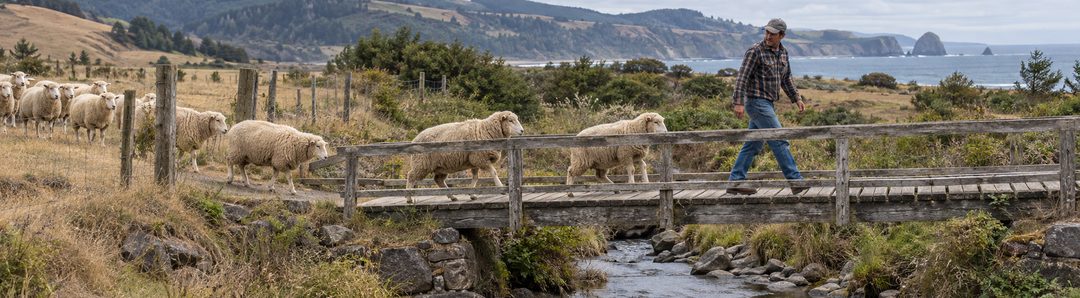 Illustratie bij: Een moderne herder leidt schapen voorop over een smalle brug.