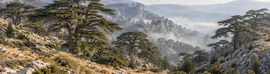 Illustratie bij: De cederbossen van Libanon.